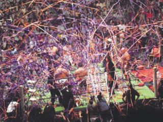 DSCN0870L.gif