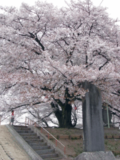 P1120119L.gif